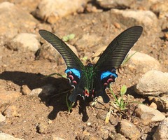 Papilio arcturus arcturus