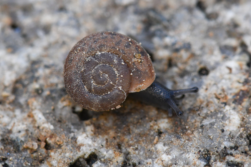 Sonorelix micrometalleus