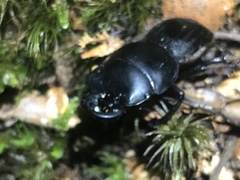 Geodorcus helmsi