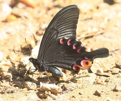 Papilio arcturus arcturus