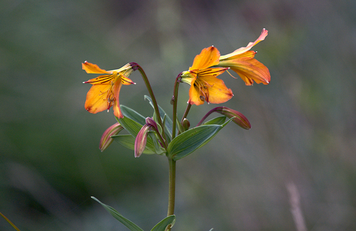 Alstroemeria foliosa (Alstroemeria foliosa)