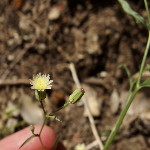 Image of Malacothrix stebbinsii by (c) Sue Carnahan, some rights reserved (CC BY)