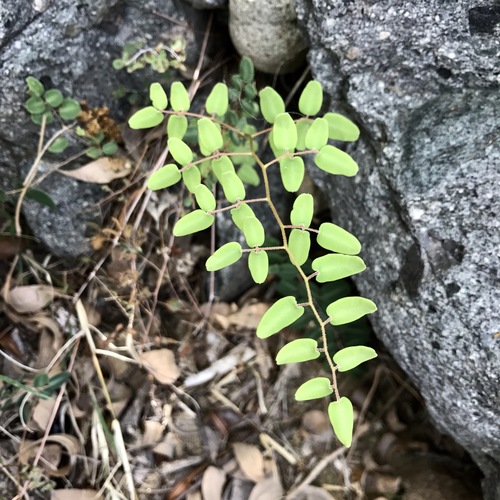 Image of Pellaea intermedia by (c) Sue Carnahan, some rights reserved (CC BY)
