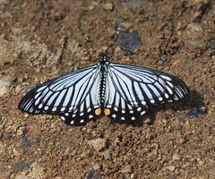 Papilio epycides