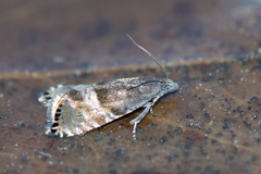 Sereda tautana