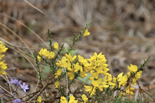 Ulex australis (Ulex australis)