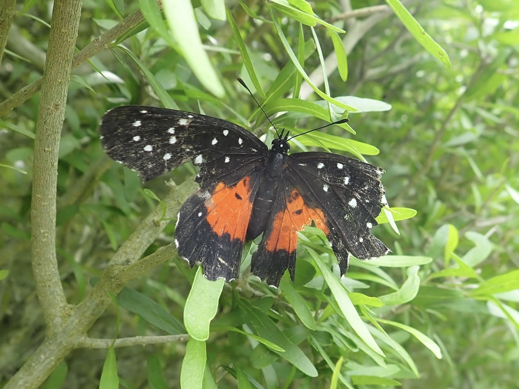 Crimson Patch from E Sprague St, Edinburg, TX, US on March 4, 2024 at
