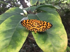 Epobeidia tigrata tigrata