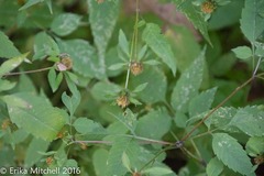 Bidens discoidea