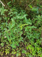 Passiflora colinvauxii