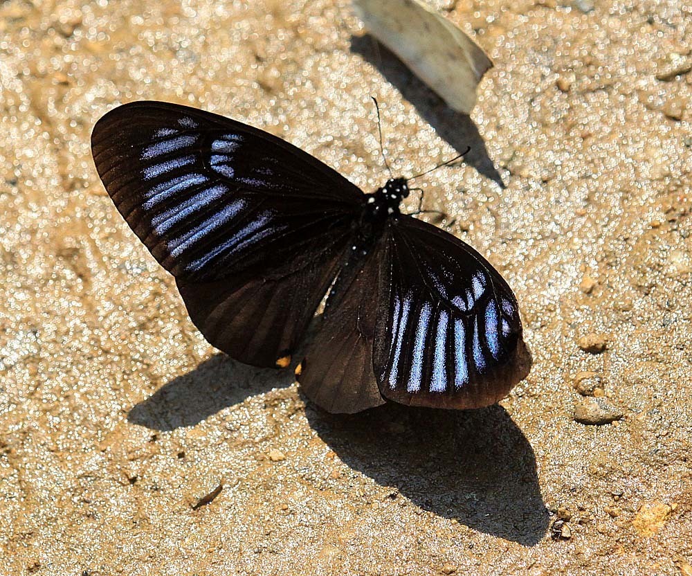 Blue Striped Mime Swallowtail