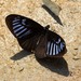 Blue Striped Mime Swallowtail - Photo (c) Les Day, some rights reserved (CC BY-NC), uploaded by Les Day