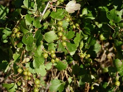 Ribes aureum
