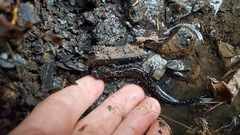Plethodon ouachitae