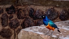 Lamprotornis superbus