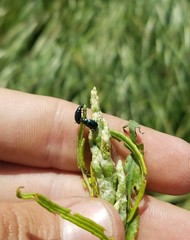 Gastrophysa cyanea