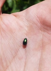 Gastrophysa cyanea