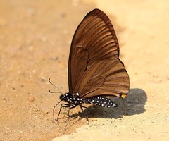 Papilio slateri