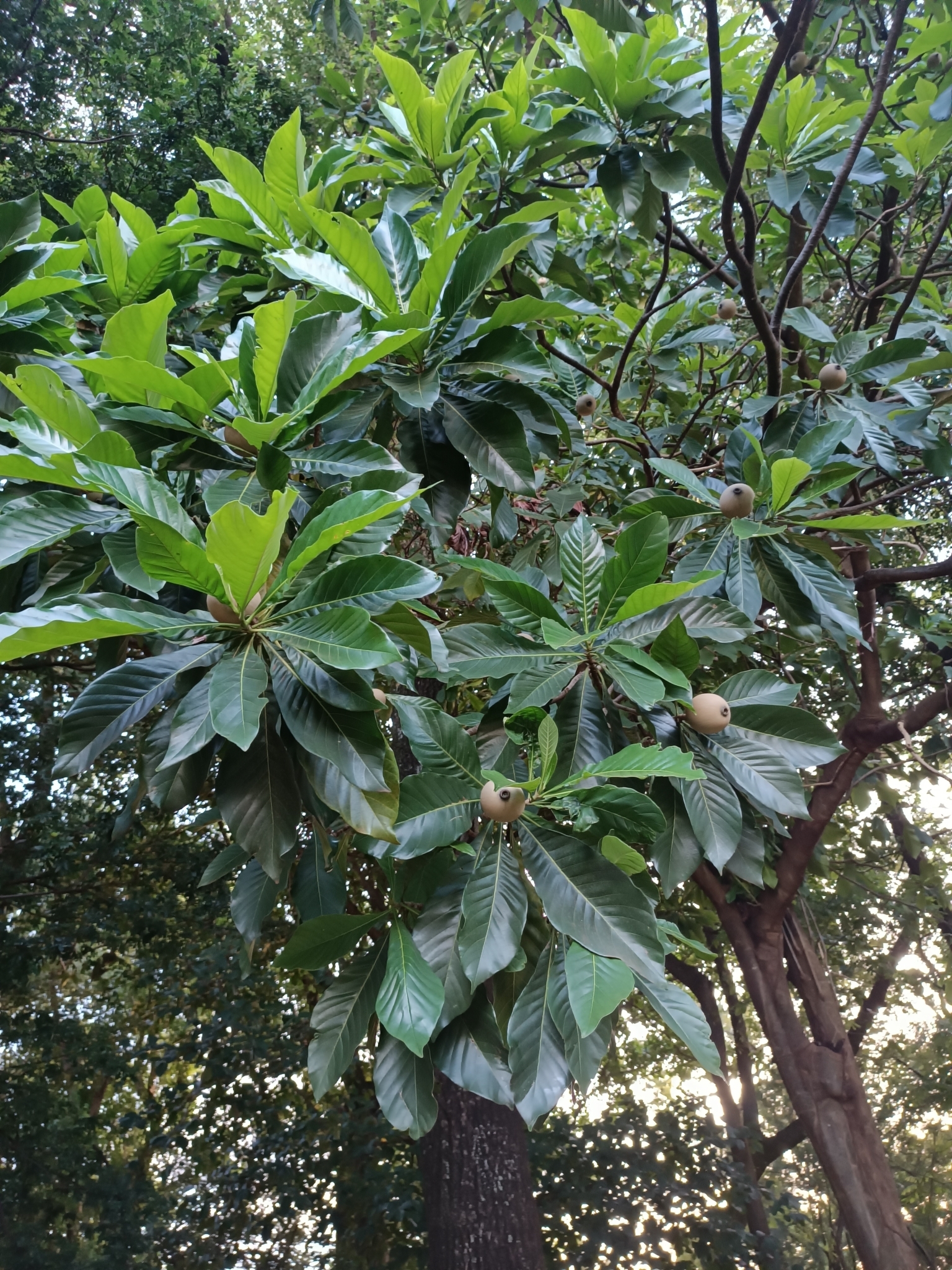Genipa americana
