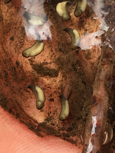iNaturalist observation photo of Pacific chorus frog