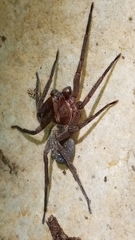 Ctenus exlineae