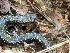 Plethodon caddoensis
