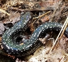 Plethodon caddoensis