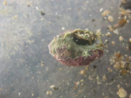 Oppomorus noduliferus