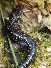 Plethodon caddoensis