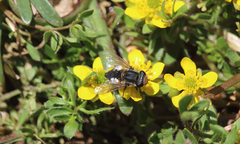 Dolichogyna nigripes