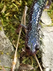 Plethodon caddoensis