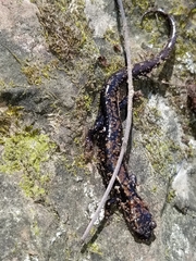 Plethodon ouachitae