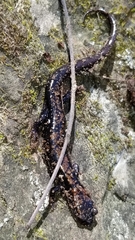 Plethodon ouachitae