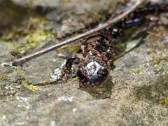 Plethodon ouachitae