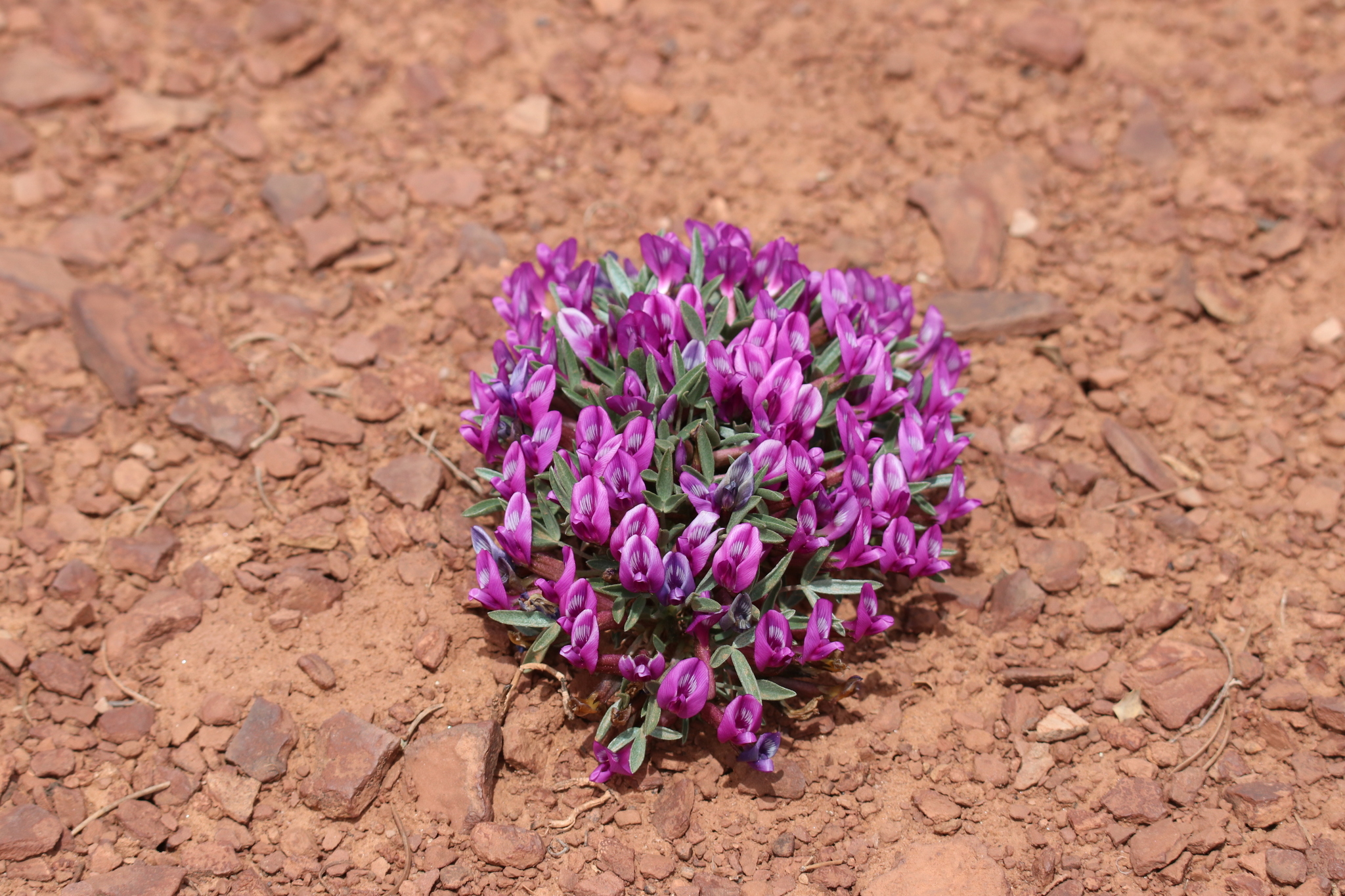 Astragalus musiniensis