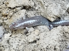 Desmognathus brimleyorum