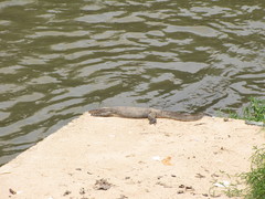 Varanus salvator macromaculatus