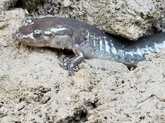 Desmognathus brimleyorum