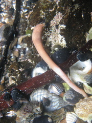 Phascolosoma annulatum