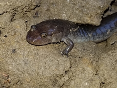 Desmognathus brimleyorum