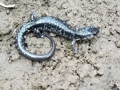 Plethodon kiamichi
