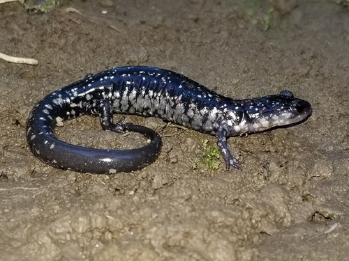 Kiamichi Slimy Salamander