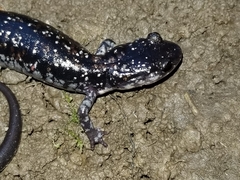 Plethodon kiamichi