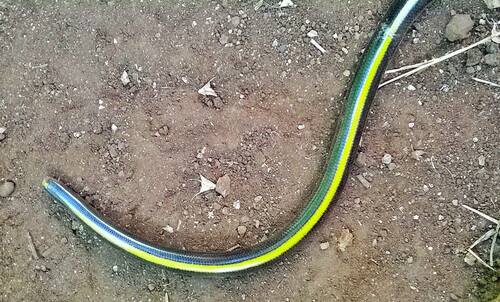Kenya Beaked Snake