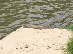 Varanus salvator macromaculatus