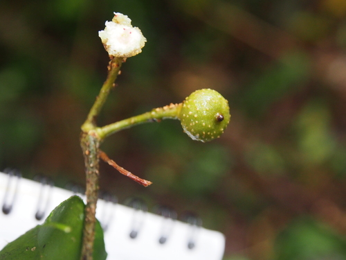 Image of Marcgravia Caudata (Marcgravia caudata) by (c) Lena Struwe, some rights reserved (CC BY-SA)