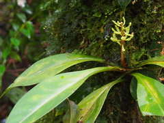 Peperomia pernambucensis