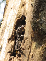 Varanus rudicollis