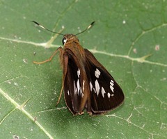 Pelopidas assamensis