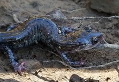 Plethodon ouachitae